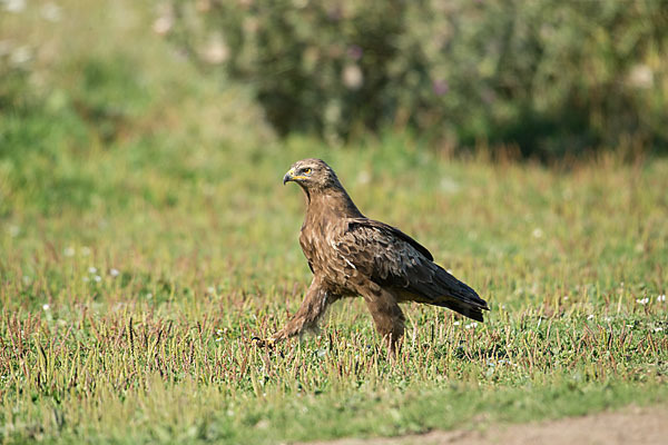 Schreiadler (Aquila pomarina)