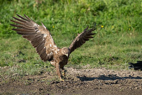 Schreiadler (Aquila pomarina)