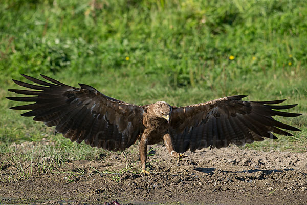 Schreiadler (Aquila pomarina)