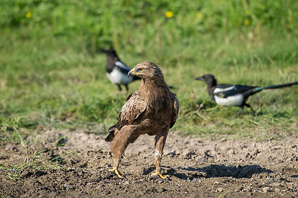 Schreiadler (Aquila pomarina)