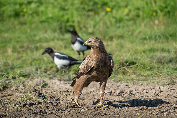 Schreiadler (Aquila pomarina)