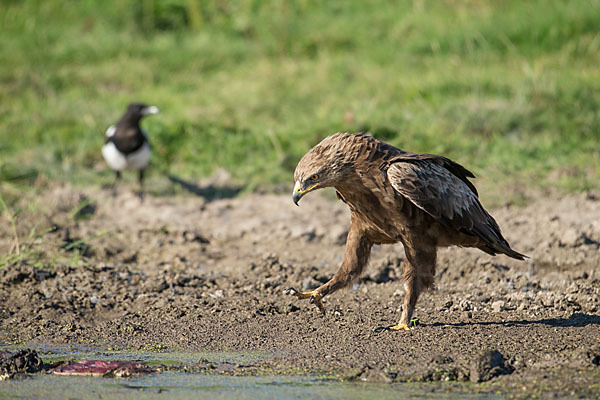 Schreiadler (Aquila pomarina)