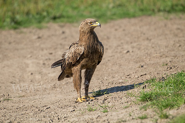 Schreiadler (Aquila pomarina)