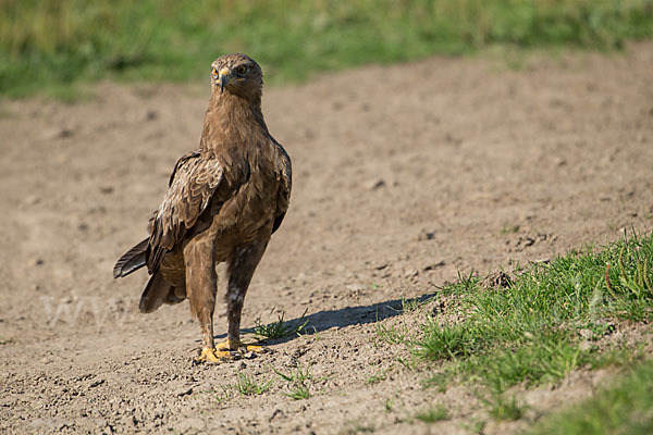 Schreiadler (Aquila pomarina)