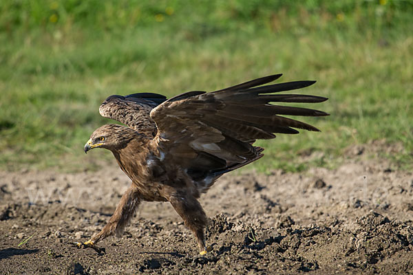 Schreiadler (Aquila pomarina)