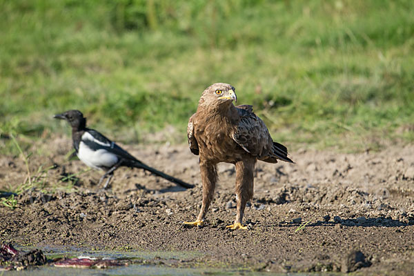 Schreiadler (Aquila pomarina)