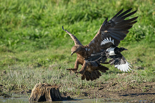 Schreiadler (Aquila pomarina)