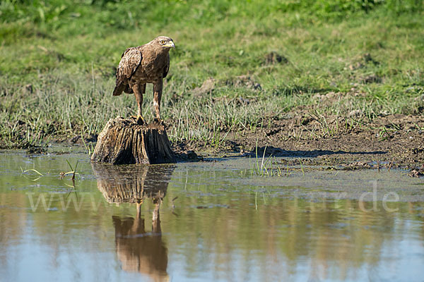 Schreiadler (Aquila pomarina)