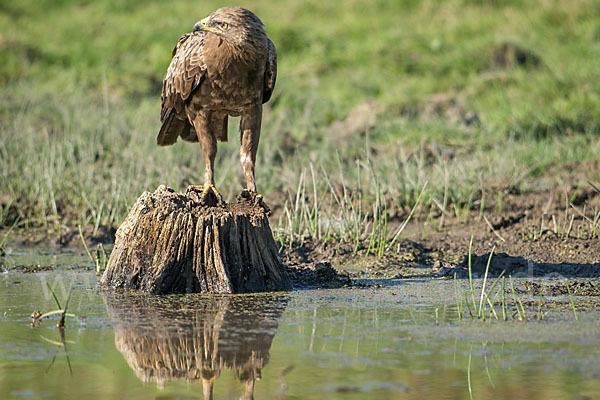 Schreiadler (Aquila pomarina)