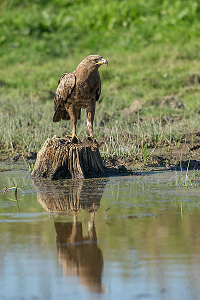 Schreiadler (Aquila pomarina)