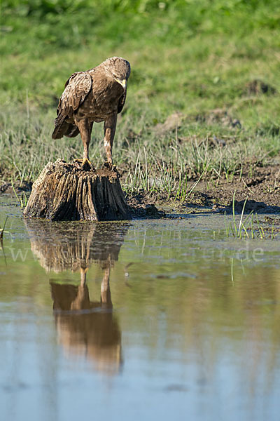 Schreiadler (Aquila pomarina)