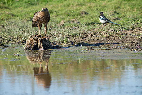 Schreiadler (Aquila pomarina)