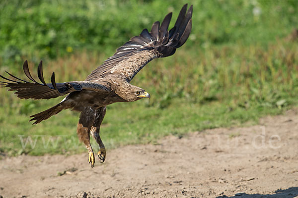 Schreiadler (Aquila pomarina)