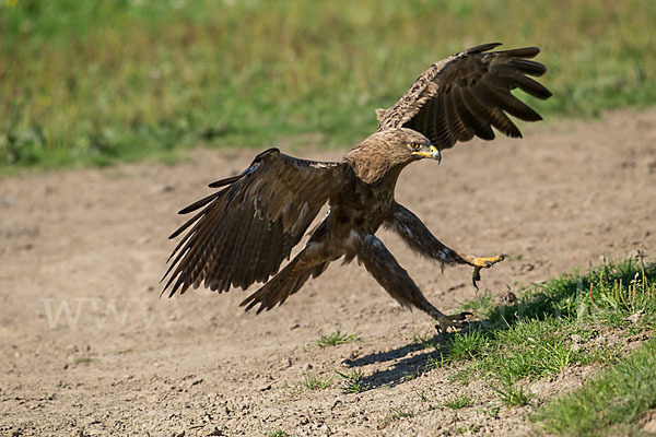 Schreiadler (Aquila pomarina)