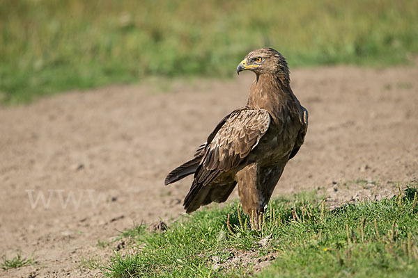 Schreiadler (Aquila pomarina)