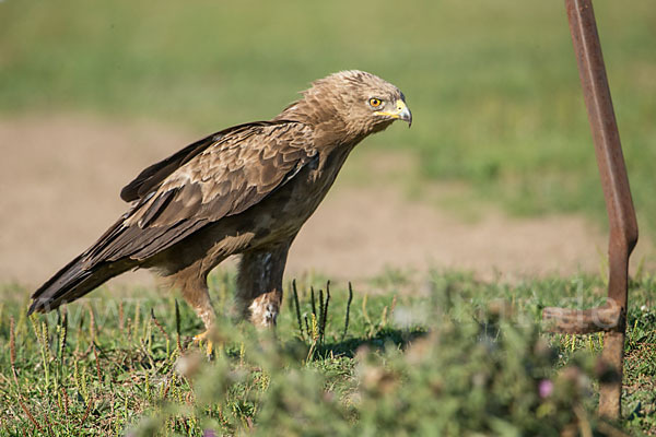 Schreiadler (Aquila pomarina)