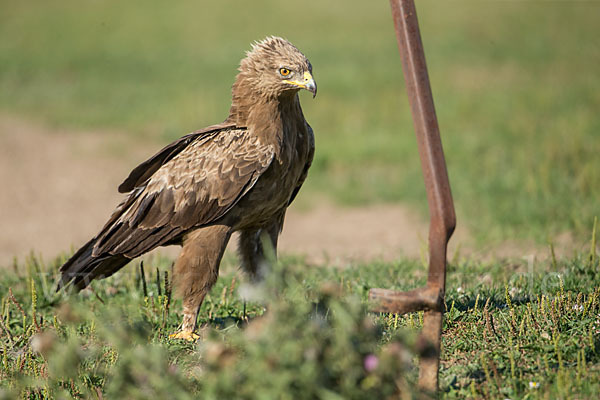 Schreiadler (Aquila pomarina)