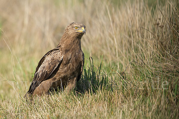 Schreiadler (Aquila pomarina)