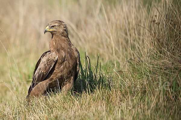 Schreiadler (Aquila pomarina)