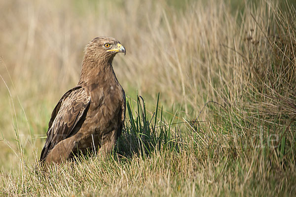 Schreiadler (Aquila pomarina)