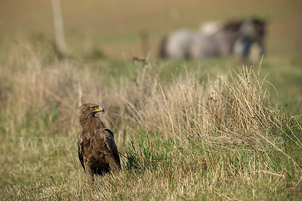 Schreiadler (Aquila pomarina)