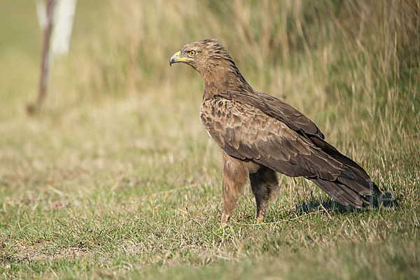 Schreiadler (Aquila pomarina)