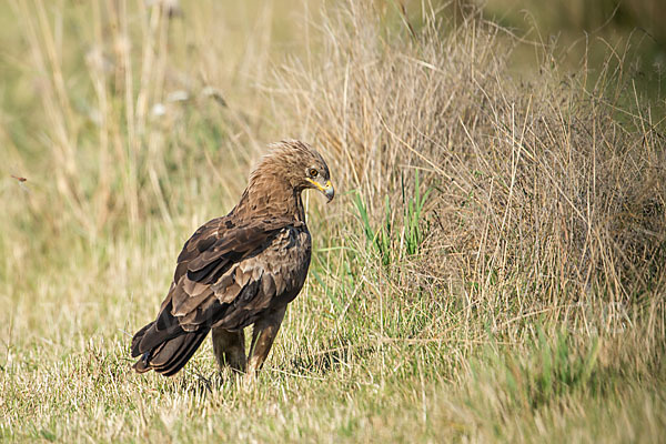 Schreiadler (Aquila pomarina)