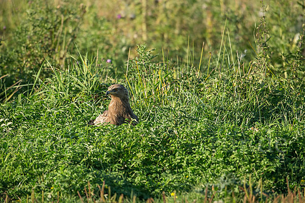 Schreiadler (Aquila pomarina)