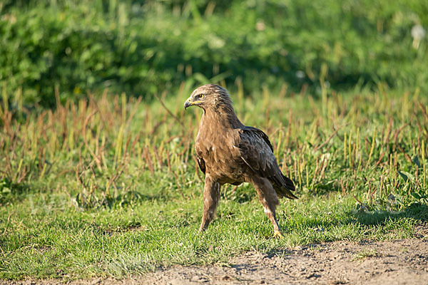 Schreiadler (Aquila pomarina)