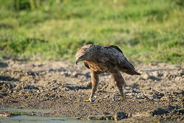 Schreiadler (Aquila pomarina)