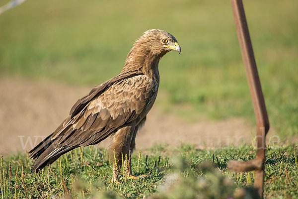 Schreiadler (Aquila pomarina)