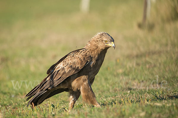 Schreiadler (Aquila pomarina)