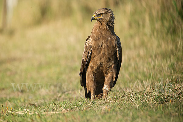 Schreiadler (Aquila pomarina)