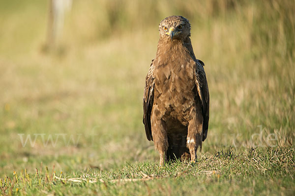 Schreiadler (Aquila pomarina)