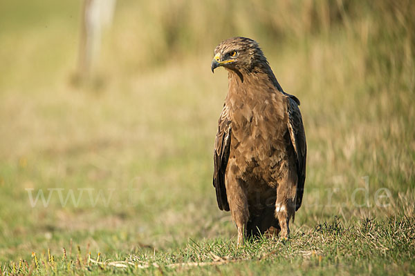 Schreiadler (Aquila pomarina)