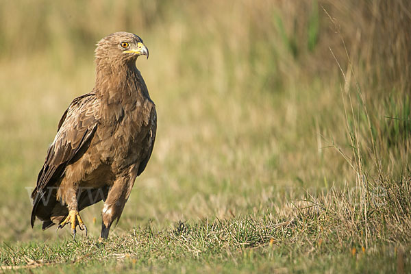 Schreiadler (Aquila pomarina)