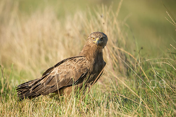 Schreiadler (Aquila pomarina)