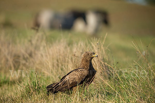 Schreiadler (Aquila pomarina)