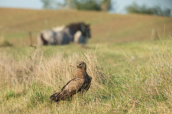 Schreiadler (Aquila pomarina)