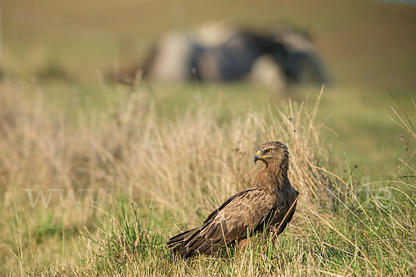 Schreiadler (Aquila pomarina)