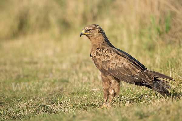 Schreiadler (Aquila pomarina)