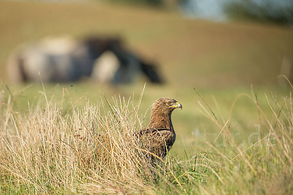 Schreiadler (Aquila pomarina)