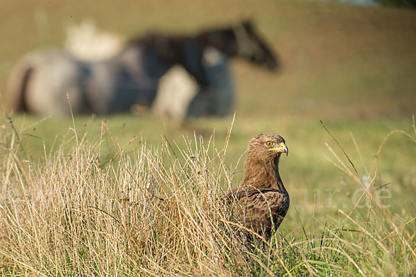 Schreiadler (Aquila pomarina)