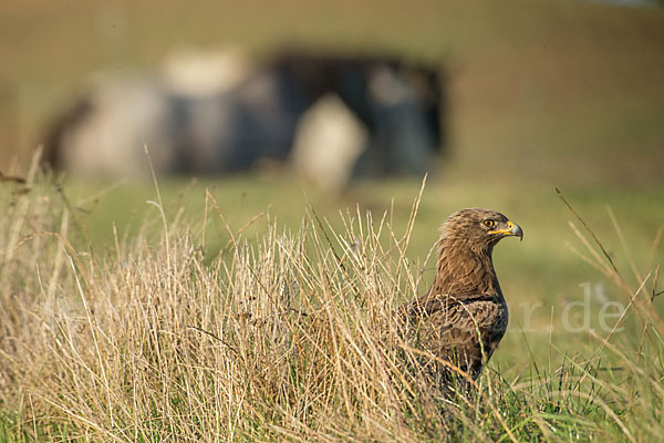 Schreiadler (Aquila pomarina)