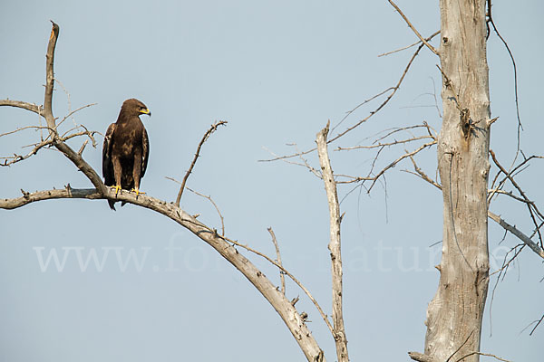 Schreiadler (Aquila pomarina)