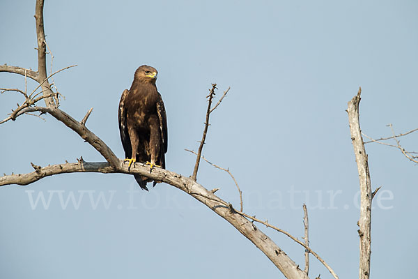 Schreiadler (Aquila pomarina)