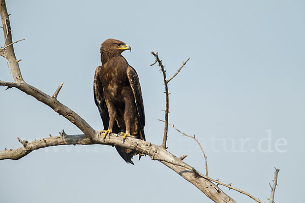 Schreiadler (Aquila pomarina)