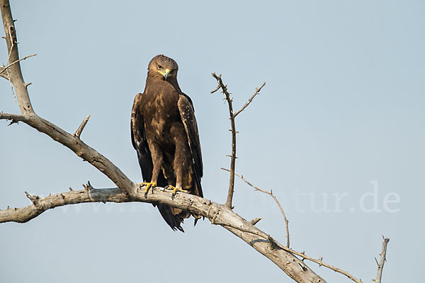 Schreiadler (Aquila pomarina)