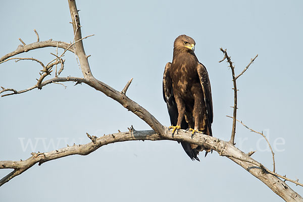 Schreiadler (Aquila pomarina)