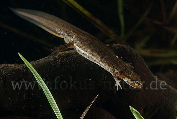 Schreiber`s Teichmolch (Lissotriton vulgaris schreiberi)